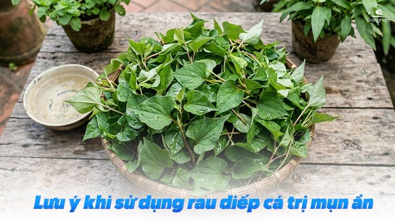 Top 7 cách trị mụn ẩn bằng rau diếp cá hiệu quả 8 Cách trị mụn ẩn bằng rau diếp cá